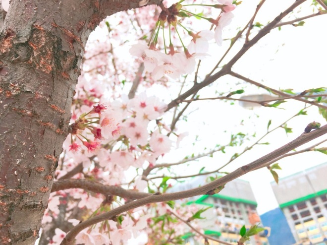 cherry-blossom-tree-korea-2018